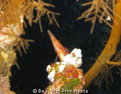 "Longnose is watching you" (Oxycirrhites typus) by Bea & Stef Primatesta 